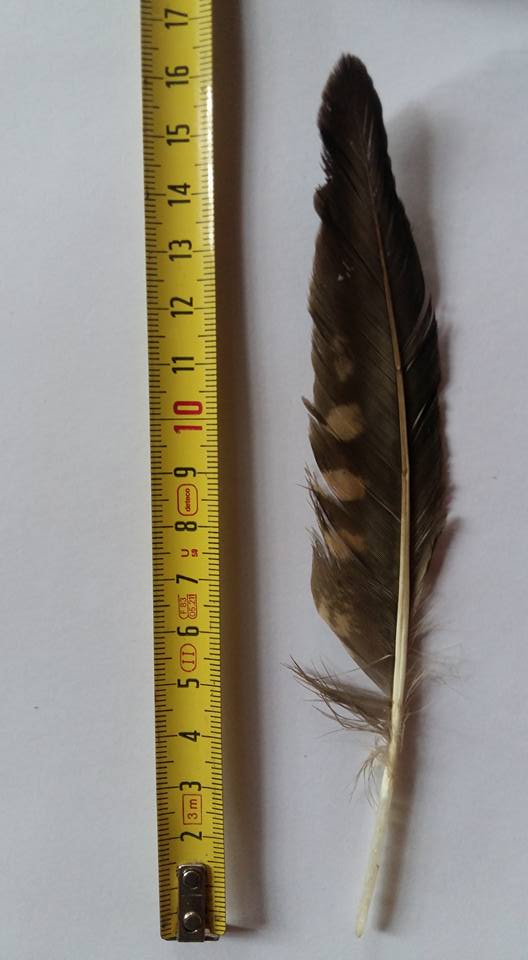 penna